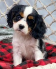 Prodám zdravá a krásná štěňata Kavalír King Charles Spaniel.