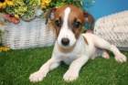 získejte na prodej úžasná a zdravá štěňata jack russella.
