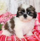 Prodám štěňata SHIH TZU