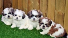 Shih Tzu Štěňata.