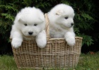 Samoyed štěňata.