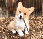 Corgi štěňata.