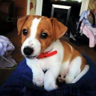 Krásná a rozkošná štěňátka jack russella na prodej. Všechna štěňata jsou očkovaná a zdravá.