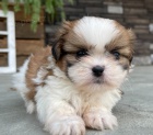 hygienicky a sociálně vyškolená štěňata SHIH TZU na prodej. Štěňátka jsou očkovaná, odčervená a připravena jít do nové rodiny a domova.