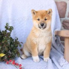 Shiba štěňata.