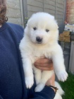 Samoyed štěňata.