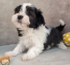 očkovaná a rozkošná štěňata havanese na prodej.