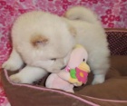Chow Chow štěňata.