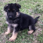 zdravá a krásná štěňata německého ovčáka k adopci