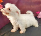 OČKOVANÁ a odčervená štěňátka mini maltézáček k adopci