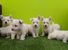 Štěňata West Highland White teriérů k adopci