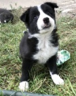zdravá štěňata fenky a pejska Border kolie k adopci