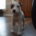 krásná štěňata fenky a pejska jack russell k adopci