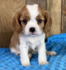 Prodám zdravá a očkovaná štěňata kavalír king Charles španěl.