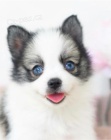 Krásná štěňata Pomskies na prodej (kříženec sibiřský a pomeranian)