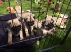 okovan a zdrav tata mops k adopci.