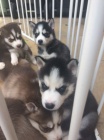 ZDRAVÝ a očkovaný sibiřský husky s krásnýma modrýma očima K Adopci. Štěňátka jsou všechna odčervená, očkovaná a socializovaná.