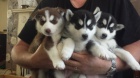 ZDRAVÝ a očkovaný sibiřský husky s krásnýma modrýma očima K Adopci. 