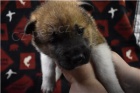 Americká štěňata Akita.