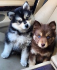 Krásná štěňata Pomskies na prodej (kříženec sibiřský a pomeranian)