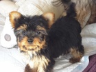 Čajový šálek Yorkie štěňata.