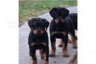 Štěňata rottweilerů.