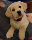 Zdravá a krásná štěňátka pejska a fenky labradorského retrívra k adopci.