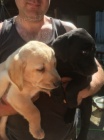 Prodám zdravá a krásná štěňata labradorského retrívra pejska a fenky.