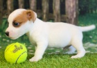 Krásná a rozkošná štěňátka jack russell teriéra k adopci. Všechna štěňata jsou očkovaná a zdravá.