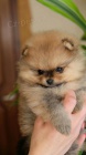 Prodám štěňata pomeraniana. Jsou očkovaná a odčervená.