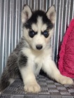 Rozkošný sibiřský husky s krásnýma modrýma očima k adopci.