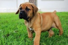 Boerboel štěňata.