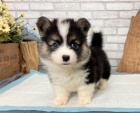 Štěňata Pembroke Welsh Corgi k adopci