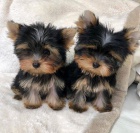 Rozkošná štěňata Yorkie.