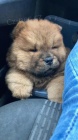 3 štěňata Chow chow.