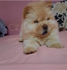 Roztomilá štěňata Chow Chow.