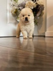 Čistá štěňata Chow Chow.