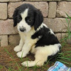 Zdravý anglický špringršpaněl k ADOPCI