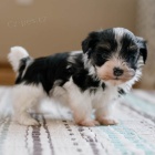 rozkošná a zdravá štěňátka havanese k adopci