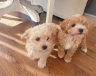 Zdravá štěňata Maltipoo k adopci