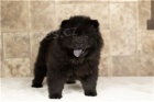 Roztomilé Chow chow štěňata.,