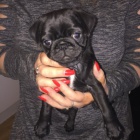 tata ernho mopse ihned k adopci.