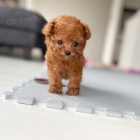 mini štěňata pudla k adopci.