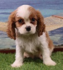 Zdravá a krásná štěňata Kavalír King Charles Spaniel k adopci. 