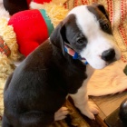 Štěňata německé dogy k adopci