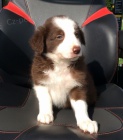 Štěňata border kolie k adopci
