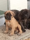štěňata Italské cane Corso k dispozici