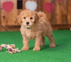 štěňata Goldendoodle k dispozici