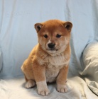 štěňata Shiba Inu k dispozici