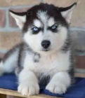 štěňata Sibiřský husky k dispozici